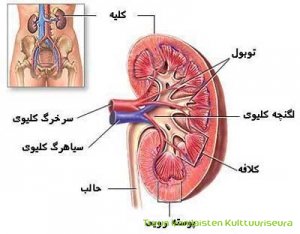 جلسه اطلاع رسانی پروژه پرستار خویشاوند در رابطه با کلیه و مجاری ادراری جلسه اطلاع رسانی پروژه پرستار خویشاوند در رابطه با کلیه و مجاری ادراری